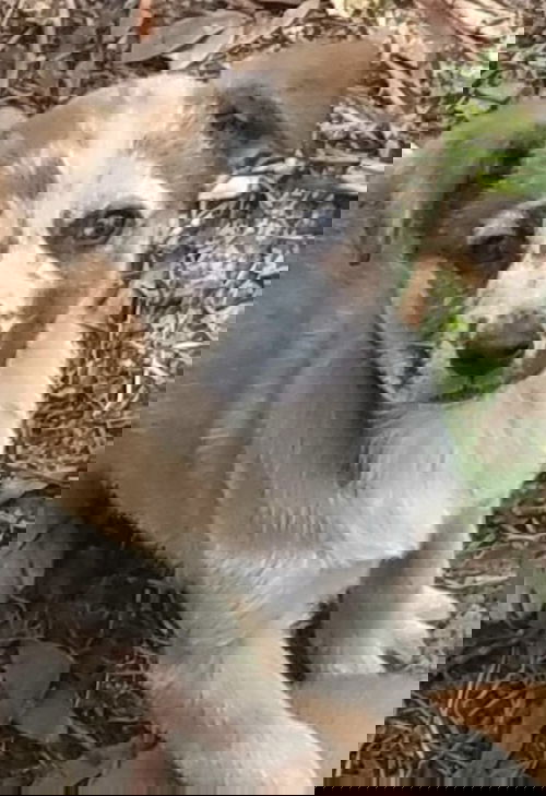 Smudge