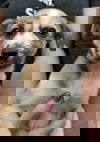 Smudge
