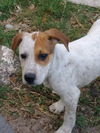 Toby