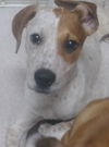 Toby