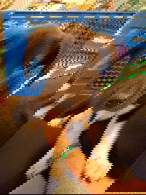 Galen