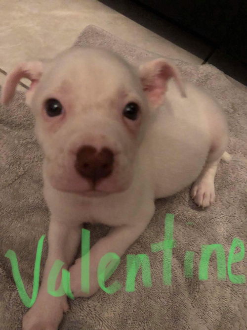 Valentine