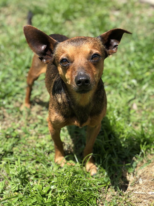 Oscar
