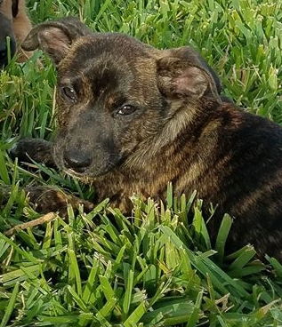 Rigby
