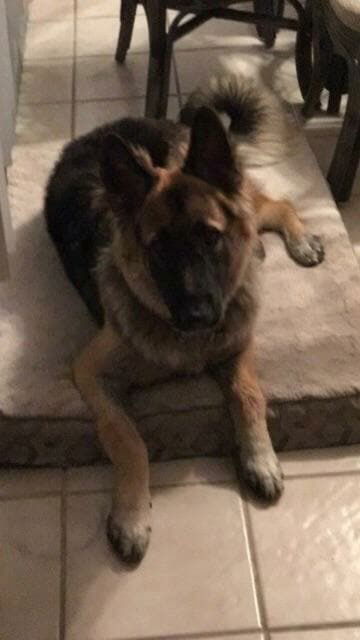 Sarge