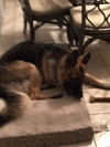Sarge