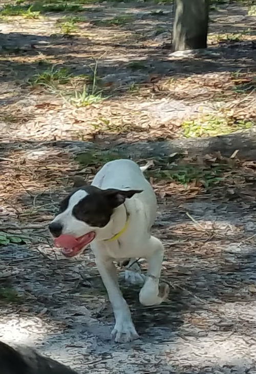Maximus