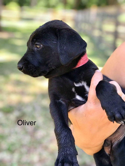 Oliver