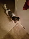 Toby