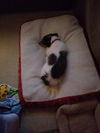 Toby