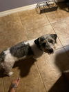 Toby