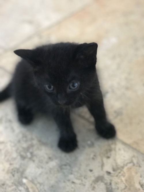 Kitten #2