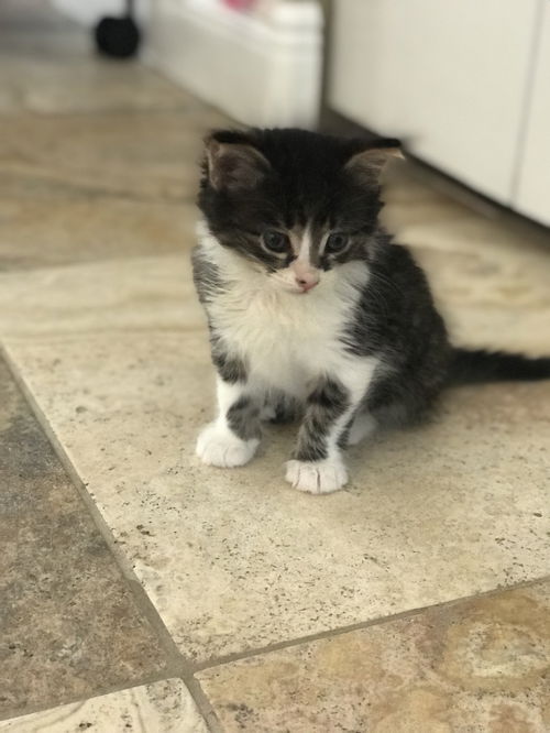 Kitten #1
