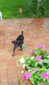 Fergus
