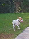 Junebug