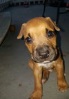 Bruno