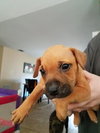 Bruno