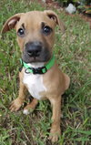 Bruno