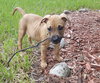 Bruno
