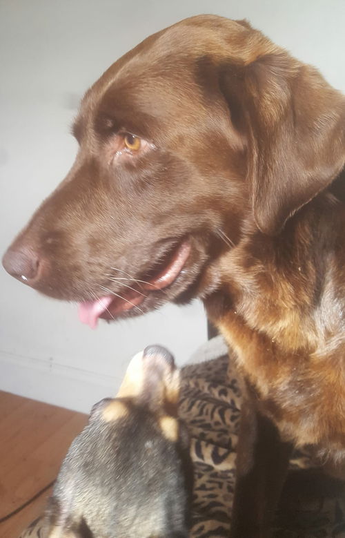 Oakley