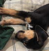 Charlie