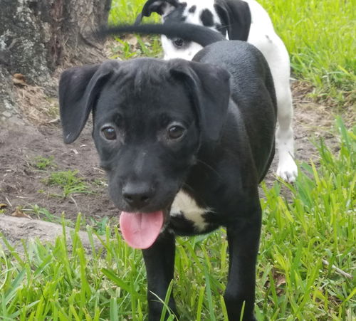 Milo