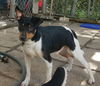 Toby
