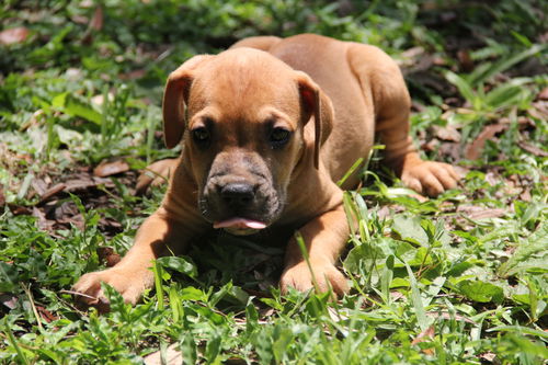 Miley Puppy #2