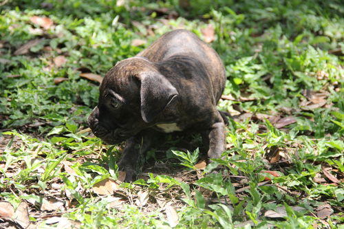 Miley Puppy #5