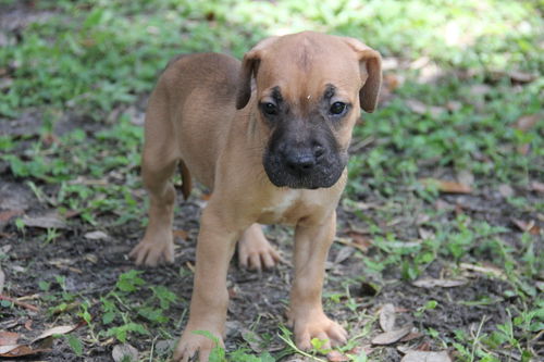 Miley Puppy #4