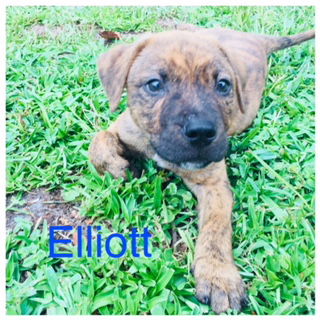 Elliot