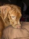 Copper