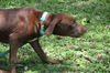 Trudie puppy #7