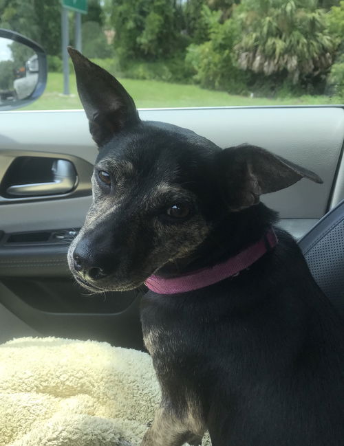 Luci