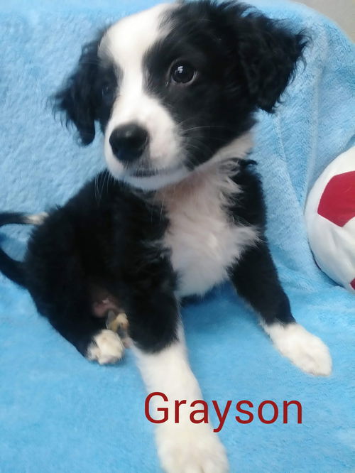 Grayson