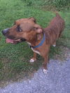 Macy