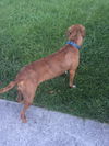 Macy