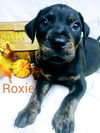 Roxie