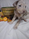 Rori