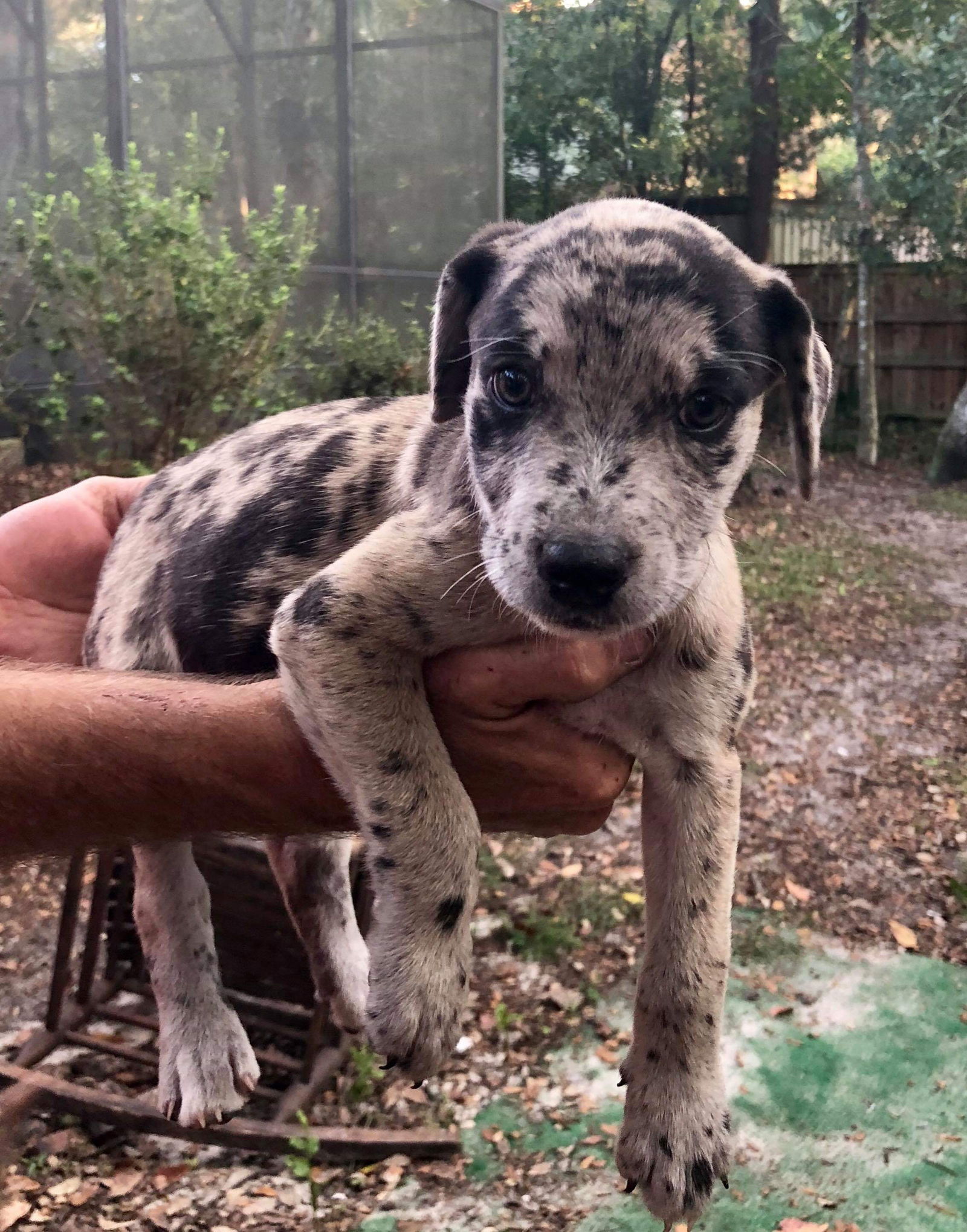 Baby catahoula hot sale