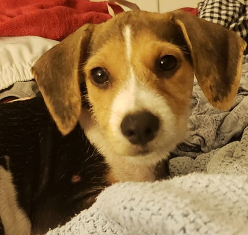 Kimber