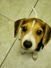Kimber