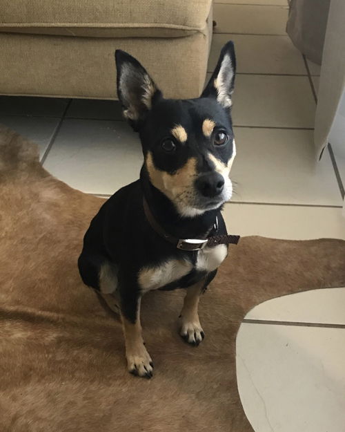 Roo