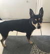 Roo