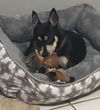 Roo