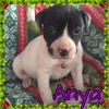 Anya