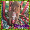 Drusilla