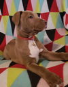 Drusilla