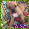 Willow