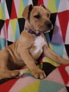 Willow